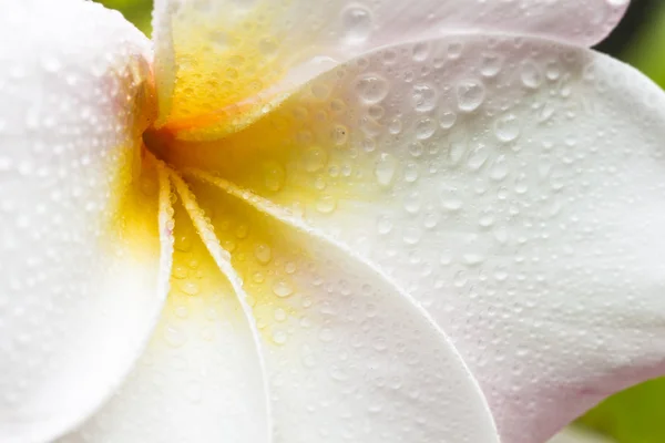 Plumeria — Fotografia de Stock