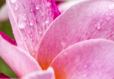 Plumeria