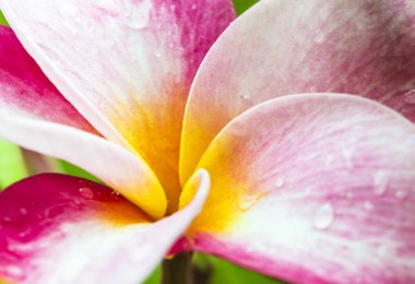 Plumeria
