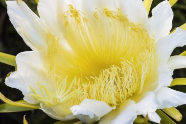 gece blooming cereus