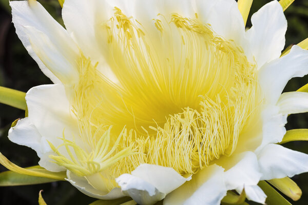 Night Blooming Cereus