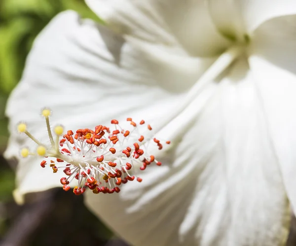 Weißer Hibiskus Makro 2 — Stockfoto