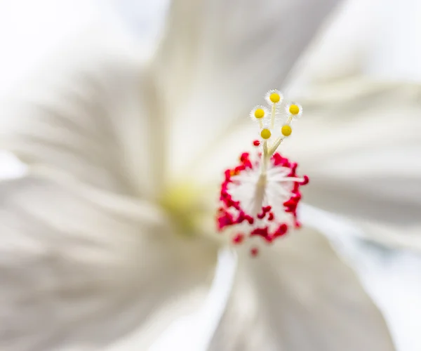 Beyaz hibiscus makro 1 — Stok fotoğraf