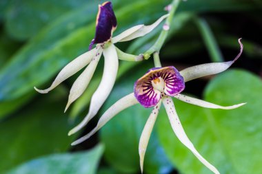 Encyclia yeşil hornet orkide