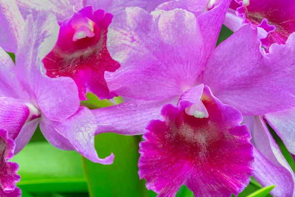 Cattleya Orchid — Stockfoto