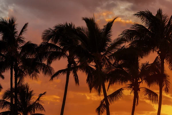 Sunset Palm Trees — Stock Photo, Image