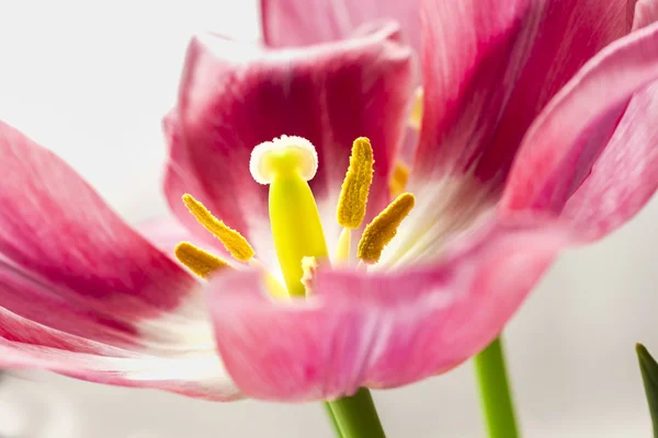 Silver Crown Tulip — Stockfoto