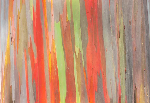 Rainbow Eucalyptus — Stock Photo, Image