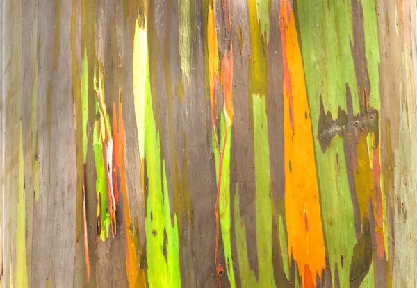 Rainbow Eucalyptus — Stock Photo, Image