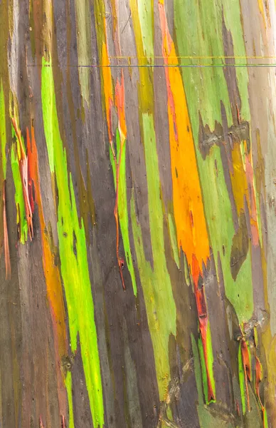 Rainbow Eucalyptus — Stock Photo, Image