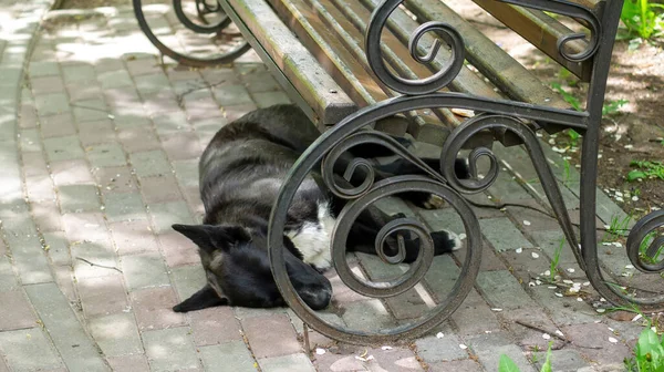 Black Dog Lies Bench Summer — Stock Photo, Image