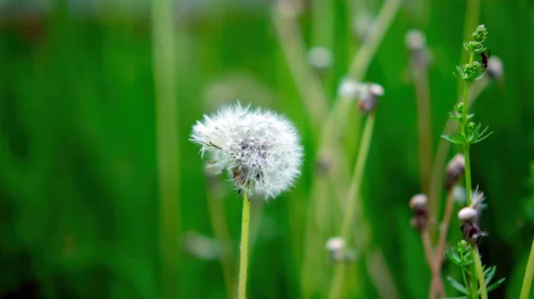 Pissenlit Parmi Herbe Dans Jardin Été — Photo