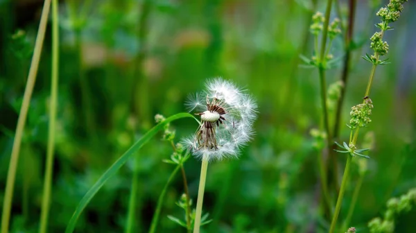 Pissenlit Parmi Herbe Dans Jardin Été — Photo