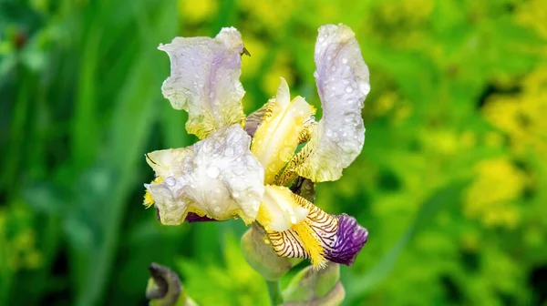 Kwiaty Tęczówki Ogrodzie Lecie — Zdjęcie stockowe