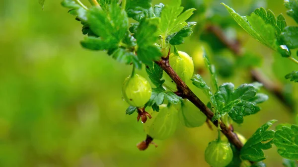 Gooseberry Berries Branch Garden Summer — Stock Photo, Image