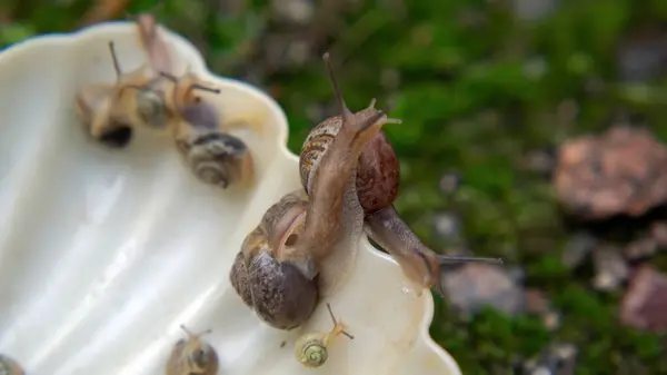 Many Slugs Caught Garden Summer — Stock Photo, Image