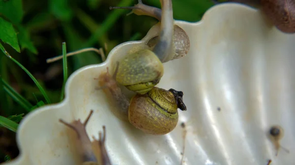 여름에 정원에서 민달팽이들 — 스톡 사진