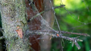 Yazın, ağdaki bir ağacın dalları