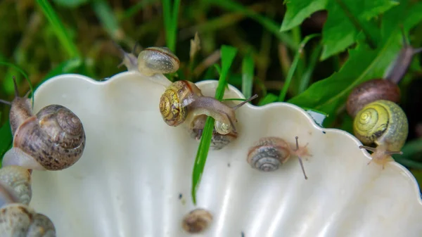Many Slugs Caught Garden Summer — Stock Photo, Image