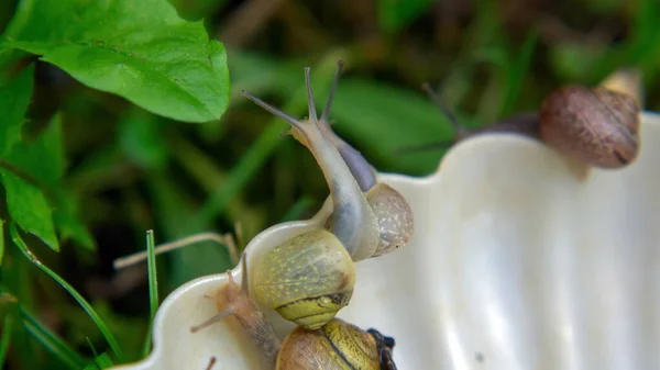 Nombreuses Limaces Capturées Dans Jardin Été — Photo