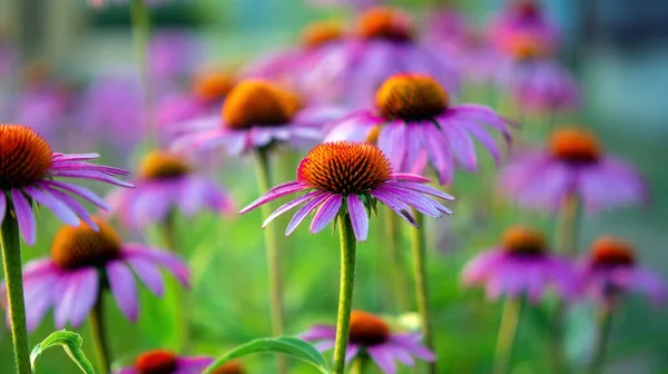 Schöne Bunte Blumen Garten Sommer — Stockfoto