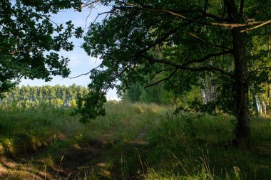 Açık bir günde, yazın, ormanın içinden geçen toprak yol.