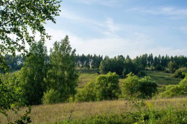 Orta Rusya 'da bir orman vadisi. Yazın