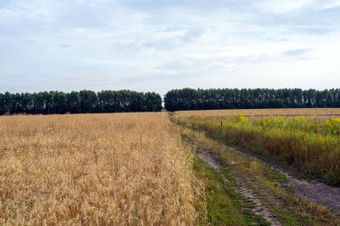 Açık bir günde, yazın tarlada toprak yol var.