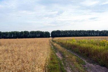 Açık bir günde, yazın tarlada toprak yol var.