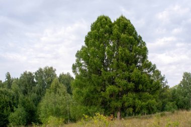 Yazın, ormanın yakınında gün batımında serbest kalan bir ağaç.