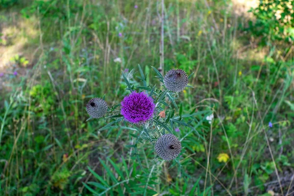 Purple Burdock Flowers Forest Summer — Stock Photo, Image