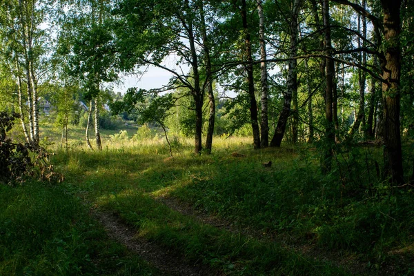 Feldweg Durch Den Wald Einem Klaren Tag Sommer — Stockfoto