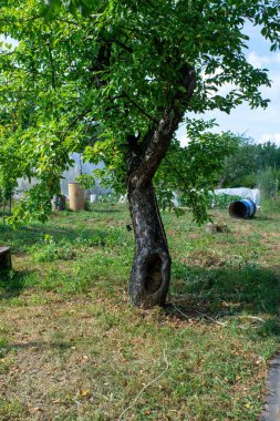 Bahçedeki yaşlı elma ağacı, yazın.