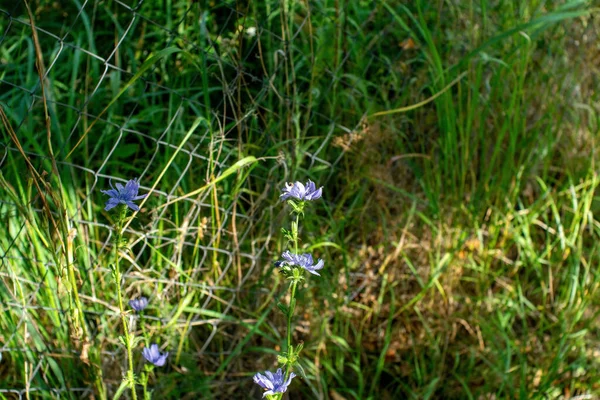 Blåklint Blommor Nära Stängslet Sommaren — Stockfoto