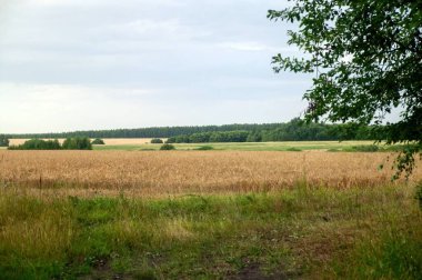 Yazın, tarlada olgunlaşmış buğday
