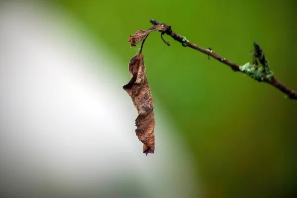 Trockenes Blatt Auf Einem Zweig Herbst — Stockfoto