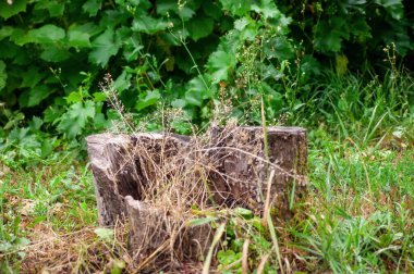 Çimenler ağaç kütüğünün içinden büyümüş, yazın.