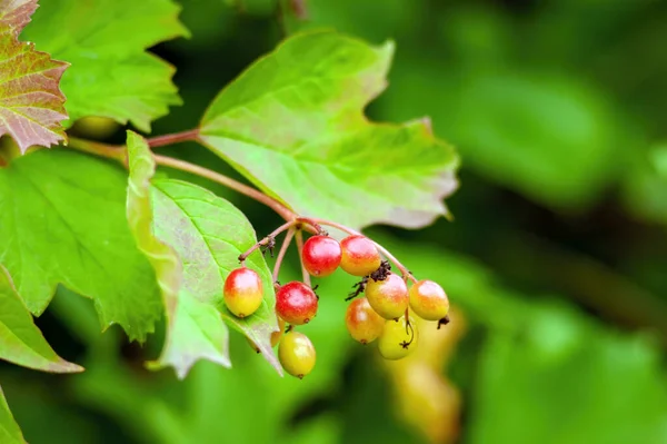 Viburum Meyveleri Bahçede Dalların Üzerinde Yazın — Stok fotoğraf