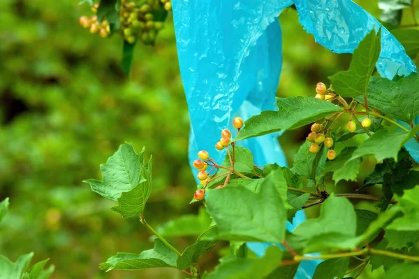 Viburum Meyveleri Bahçede Dalların Üzerinde Yazın — Stok fotoğraf