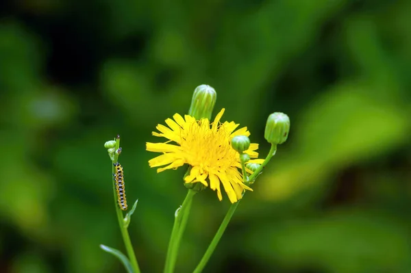 Rups Kruipt Langs Stengel Van Een Gele Bloem Zomer — Stockfoto