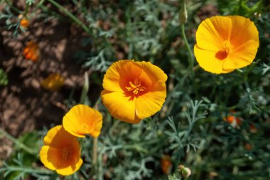 Bahçedeki küçük sarı çiçek, yazın.