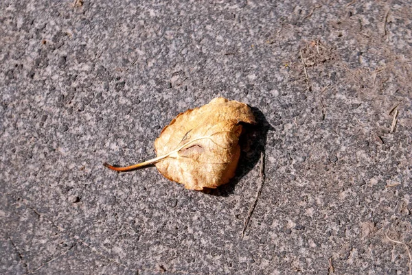 Feuille Sèche Trouve Sur Chemin Dans Jardin Été — Photo