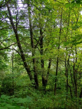 Nehir kıyısı yazın ormanla kaplıdır.