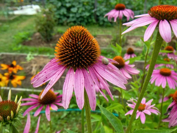 Schnecke Sitzt Sommer Auf Einer Blume Garten — Stockfoto