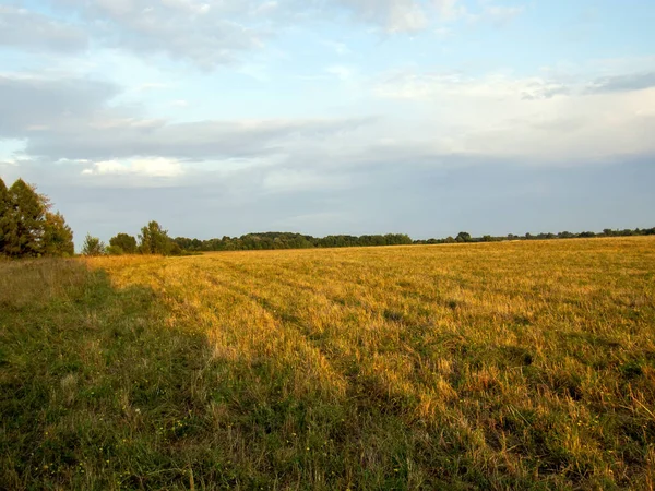 夏の日没時に麦畑を刈ると — ストック写真