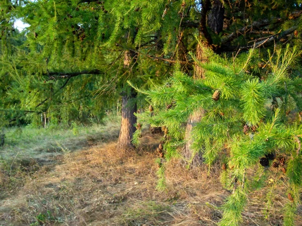 Ágak Fenyőtobozok Naplementekor Nyáron — Stock Fotó