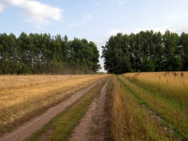 Yazın tarladan geçen toprak yol.