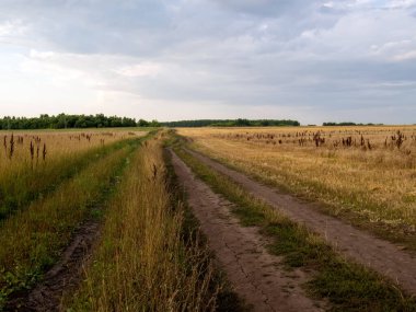 Yazın tarladan geçen toprak yol.