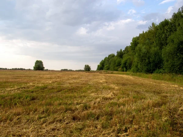 Gemähtes Feld Mit Weizen Bei Sonnenuntergang Sommer — Stockfoto