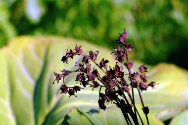 Kurumuş çiçekler bahçede bir çiçek tarhında, yazın.